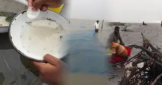 বরগুনায় সরকারি নিষেধাজ্ঞা উপেক্ষা করে চলছে চিংড়ির রেণু শিকার